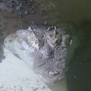 American Crocodile at Protivin Crocodile Zoo, 26/05/10