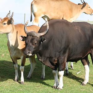 Banteng @ West Midland Safari Park 23.10.2009