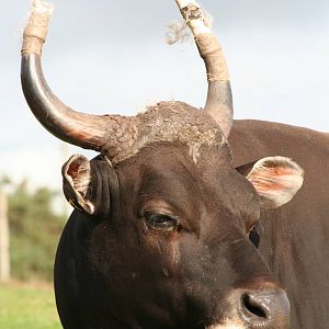 Banteng @ West Midland Safari Park 23.10.2009