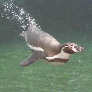 Humboldt Penguin @ Chester  05.06.2010