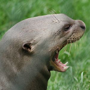 Giant Otter @ Chester  05.06.2010