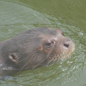 Giant Otter @ Chester  05.06.2010