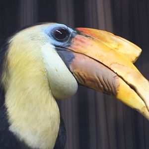 Male Wrinkled Hornbill @ Chester  05.06.2010