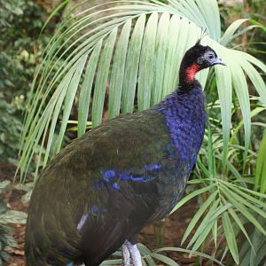 Congo Peacock @ Chester  05.06.2010