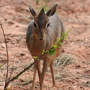 Kirk's Dik Dik @ Chester  05.06.2010