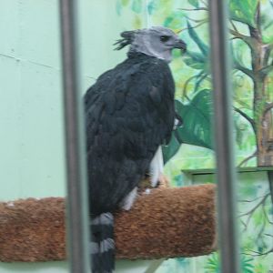 Harpy Eagle