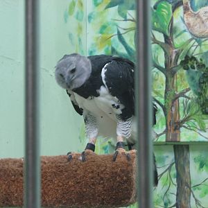 Harpy Eagle