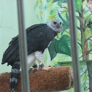 Harpy Eagle