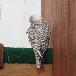Gyrfalcon