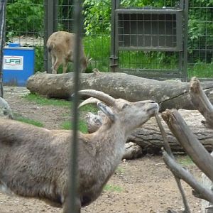 The Last Alpine Ibex at the Zoo
