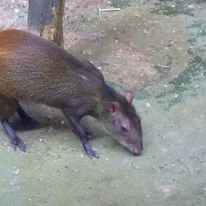 Brazilian Agouti