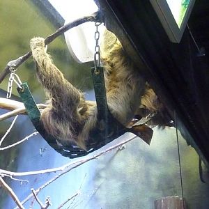 Two-Toed Sloth