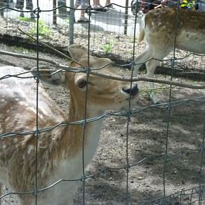 Fallow Deer