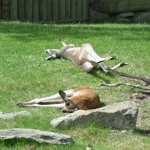 Red Kangaroo