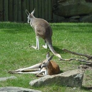 Red Kangaroo