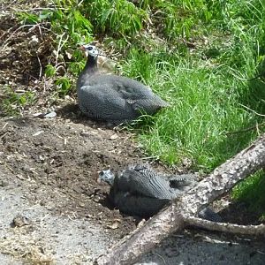 Free Ranging Guinea Fowl