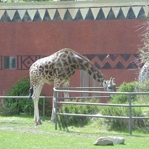 Baringo Giraffe