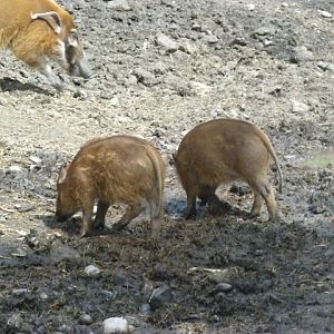 Red River Hogs
