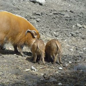Red River Hogs