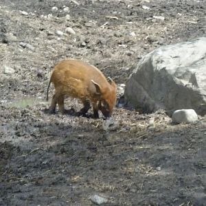 Red River Hogs