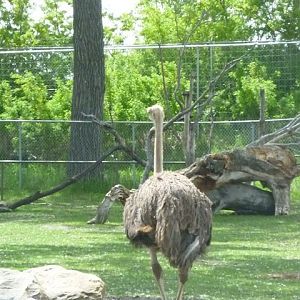 Ostrich