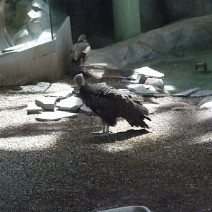 Hooded Vulture