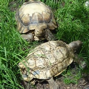 Leopard and Sulcata Tortoises