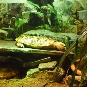 Pancake Tortoise