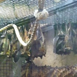 Straw-Coloured Fruit Bat