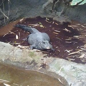 West African Dwarf Crocodile