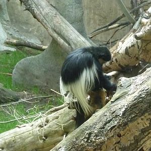 Eastern Black and White Colobus