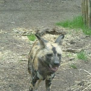 African Wild Dog