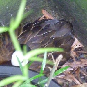 White-Faced Whistling Duck on Nest