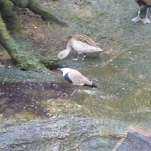 Cape Teal and Blacksmith Plover