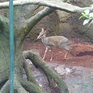 Günther's Dik-dik