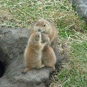 Black-Tailed Prairie Dogs