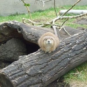 Black-Tailed Prairie Dogs