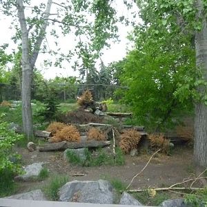 Wolf Enclosure