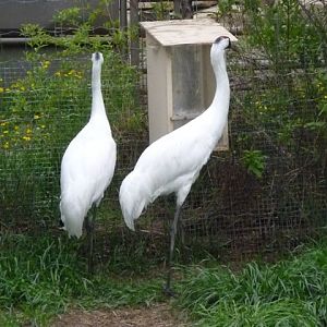 Whooping Crane