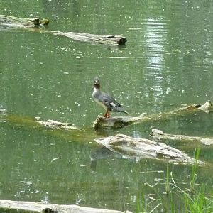 Female Merganser