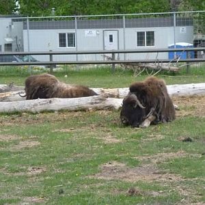 Musk Oxen