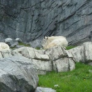 Rock Mountain Goat