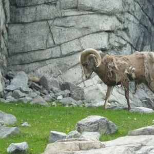 Bighorn Sheep