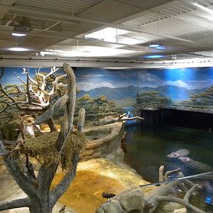 Hippo/bird exhibit