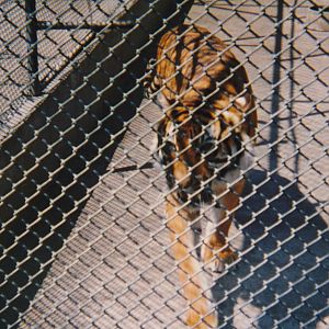 tiger, North Brighton Zoo, Christchurch
