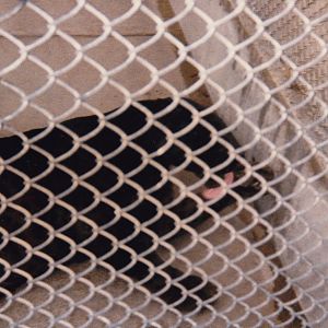 black panther, North Brighton Zoo, Christchurch