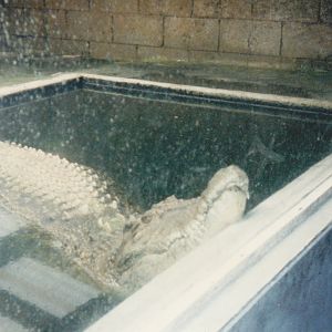 crocodile, North Brighton Zoo, Christchurch