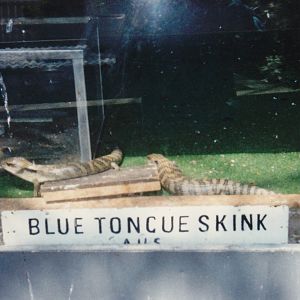 blue-tongue skinks, North Brighton Zoo, Christchurch