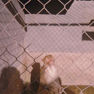 macaque, North Brighton Zoo, Christchurch
