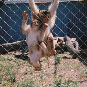 macaques, North Brighton Zoo, Christchurch